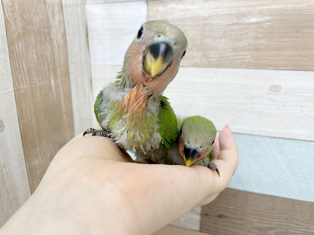 コザクラインコ（小桜インコ）