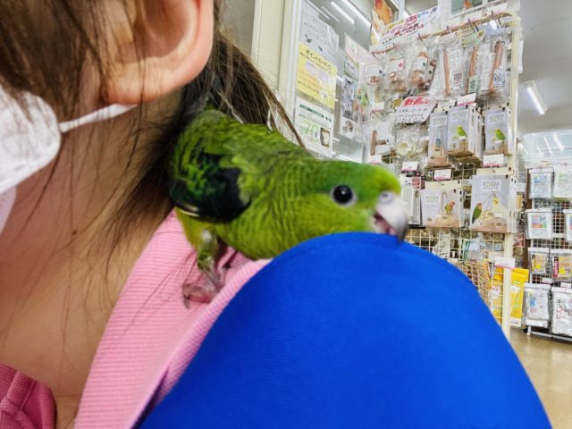 サザナミインコ