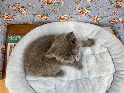 シャルトリュー