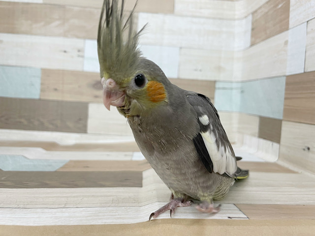 オカメインコ
