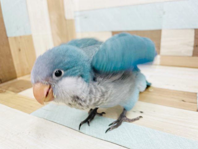 オキナインコ