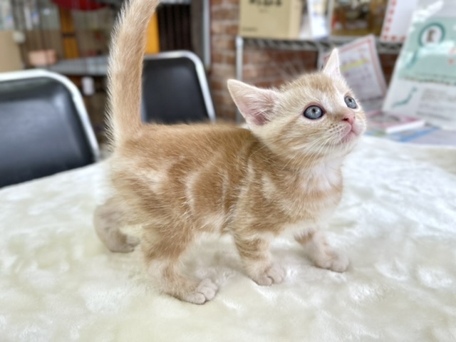 アメリカンショートヘア