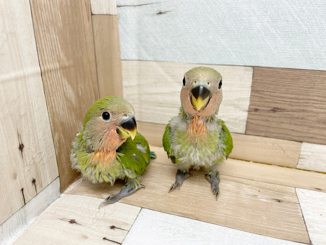 コザクラインコ（小桜インコ）