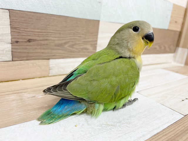 コザクラインコ（小桜インコ）