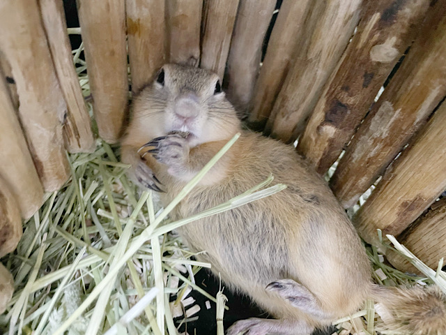 リチャードソンジリス