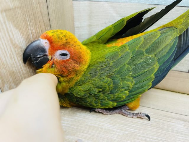 コガネメキシコインコ