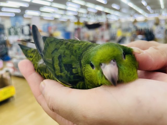 サザナミインコ
