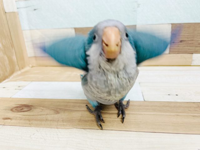 オキナインコ