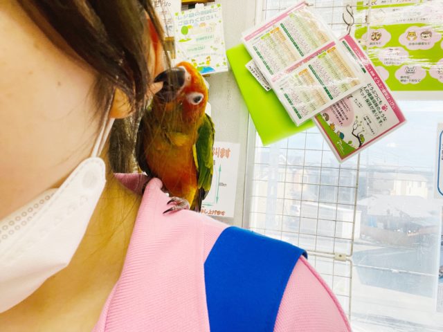 コガネメキシコインコ
