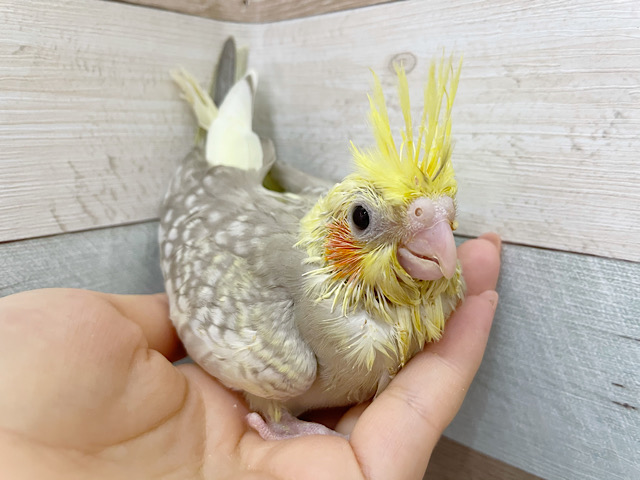 オカメインコ