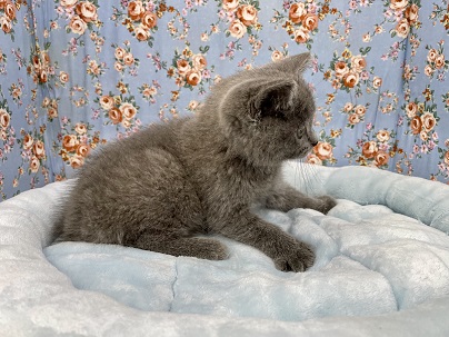 シャルトリュー