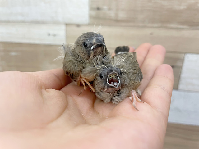 錦花鳥（キンカチョウ）