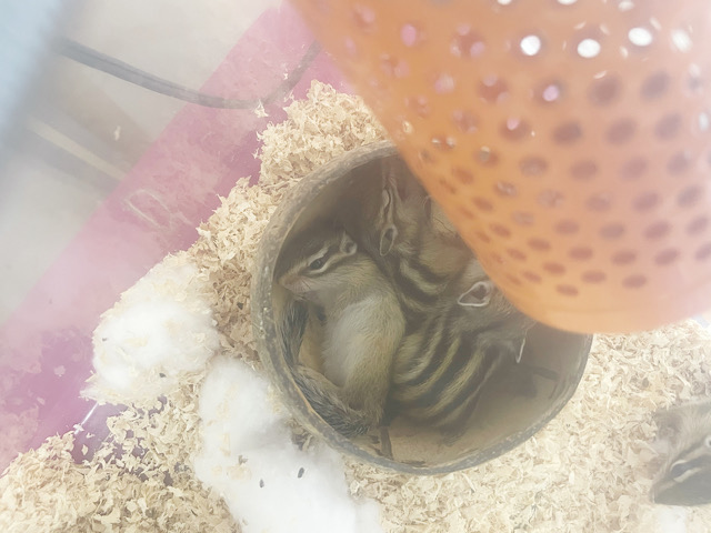 シマリス（ノーマル）