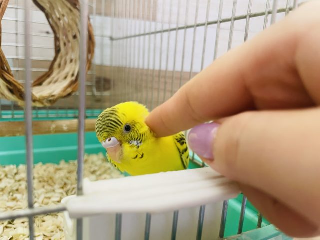 セキセイインコ