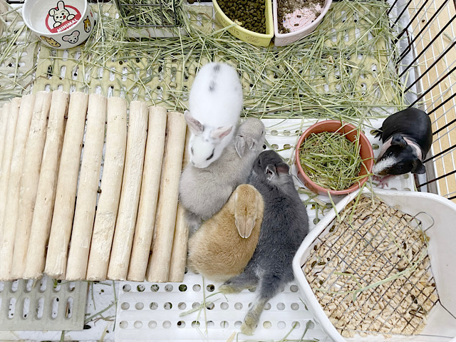 ネザーランドドワーフ