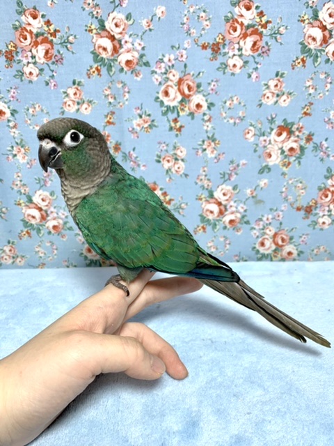 ホオミドリウロコインコ