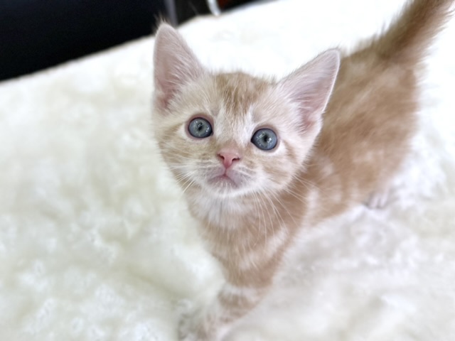 アメリカンショートヘア