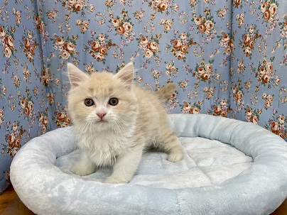 スコティッシュフォールド