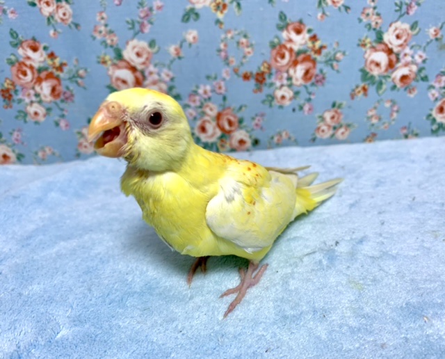 ビセイインコ（美声インコ）