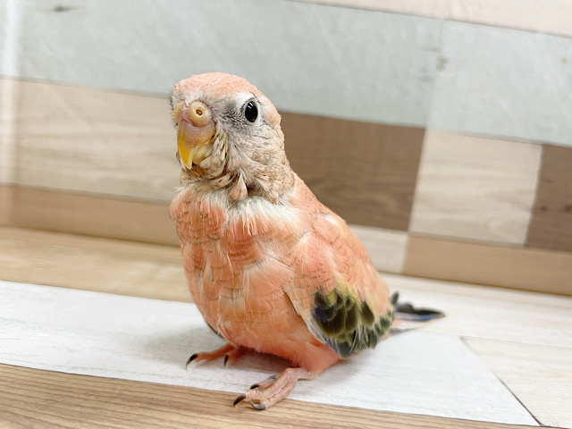 アキクサインコ（秋草インコ）