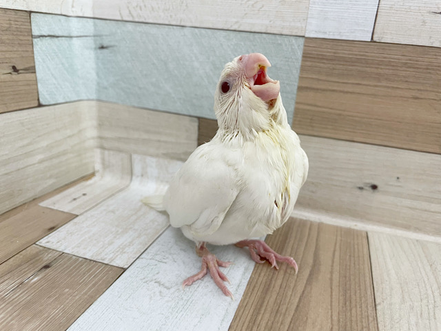 オカメインコ
