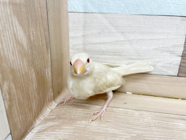 シナモン文鳥