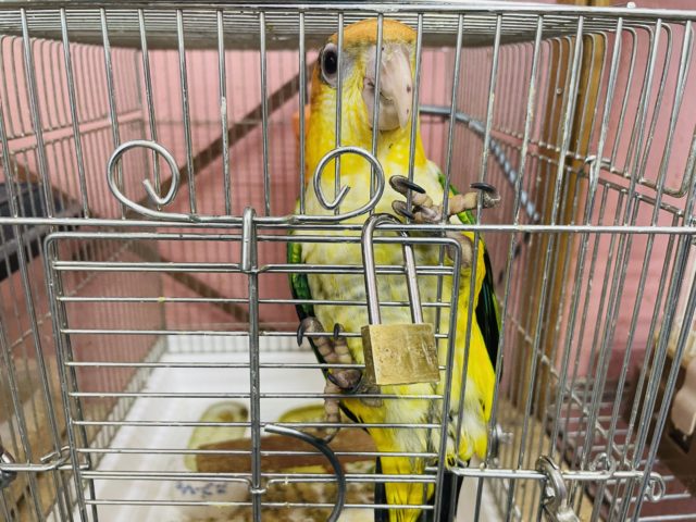 シロハラインコ