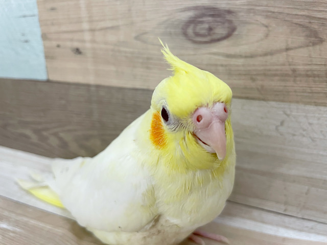 オカメインコ