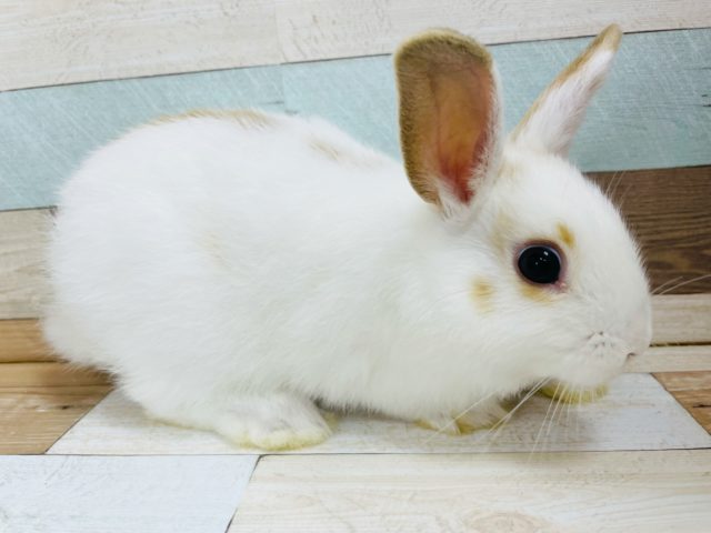 ネザーランドドワーフ