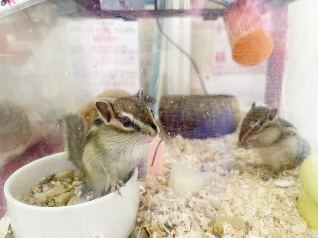 シマリス（ノーマル）