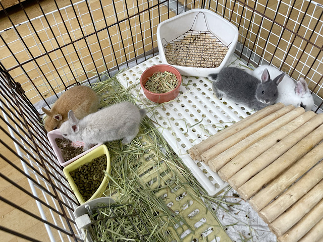 ネザーランドドワーフ