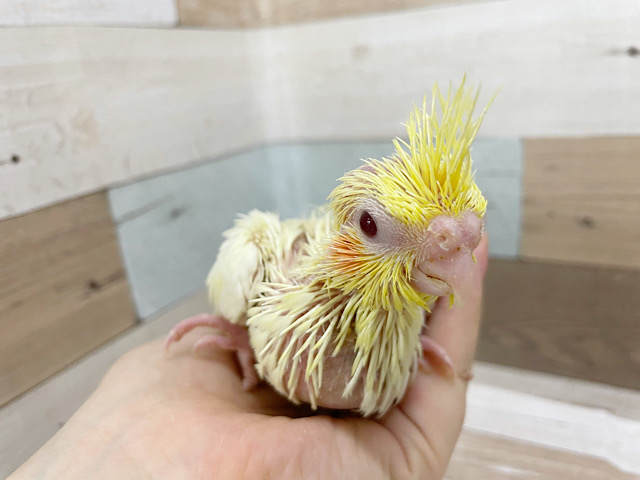 オカメインコ