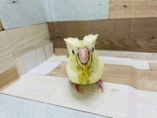 サザナミインコ