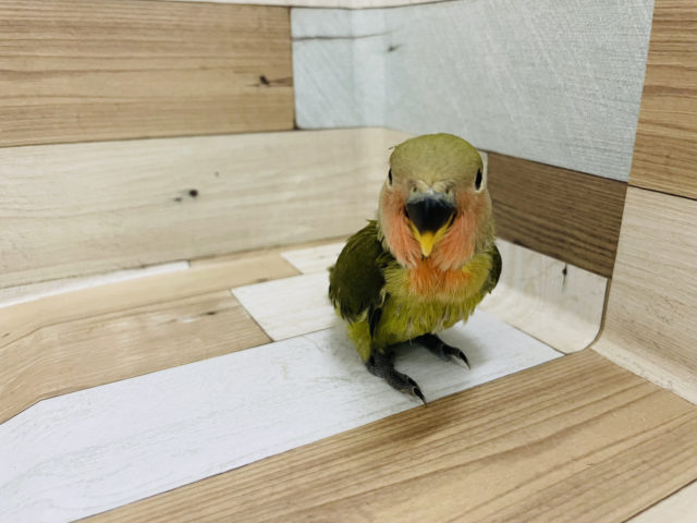 コザクラインコ（小桜インコ）