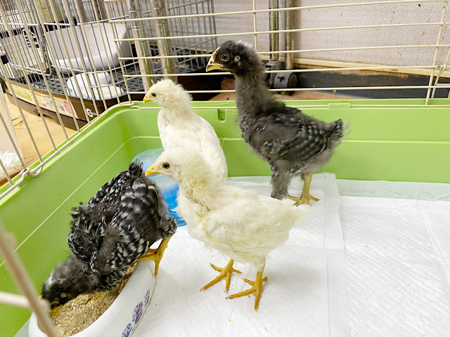 アローカナと房総地鶏