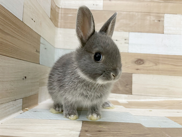 ネザーランドドワーフ