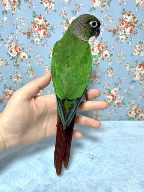 アカオウロコインコ