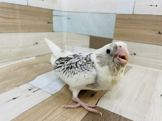 オカメインコ