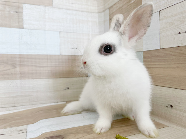 ネザーランドドワーフ