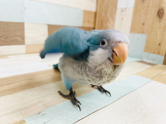 オキナインコ