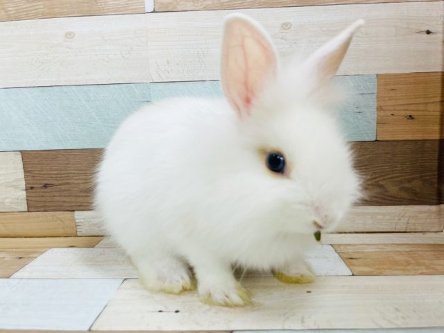 ライオンラビット