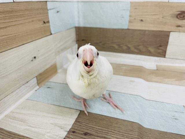 オカメインコ