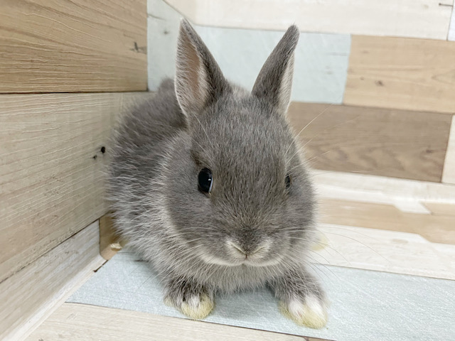 ネザーランドドワーフ