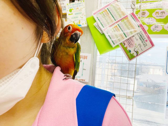 コガネメキシコインコ