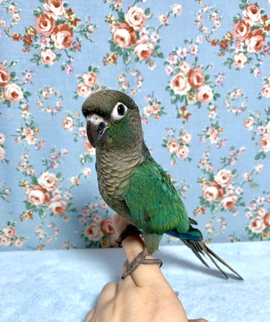 ホオミドリウロコインコ