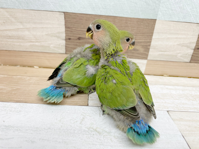 コザクラインコ（小桜インコ）