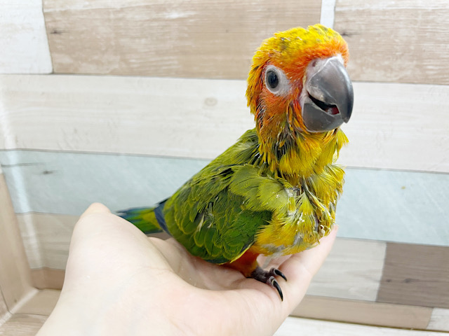 コガネメキシコインコ