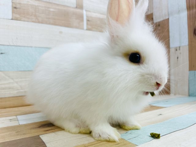 ライオンラビット