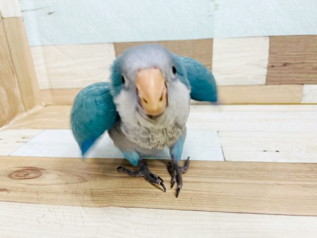 オキナインコ