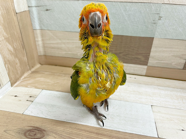 コガネメキシコインコ